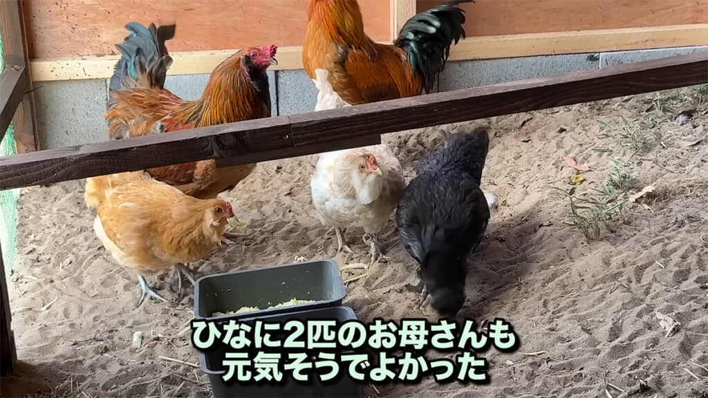 新しい鶏小屋を気に入ってくれたようです