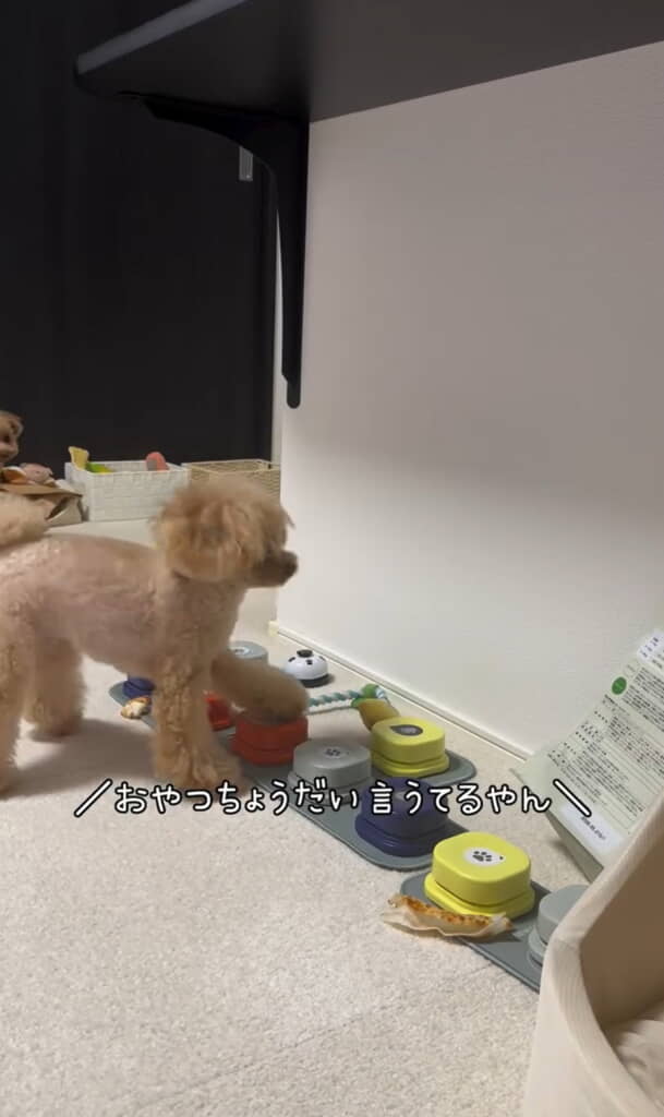おやつちょうだい言うてるやん