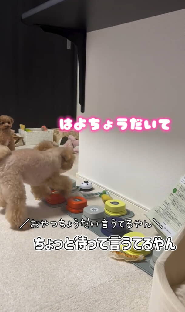 ちょっと待ってほしい飼い主さん