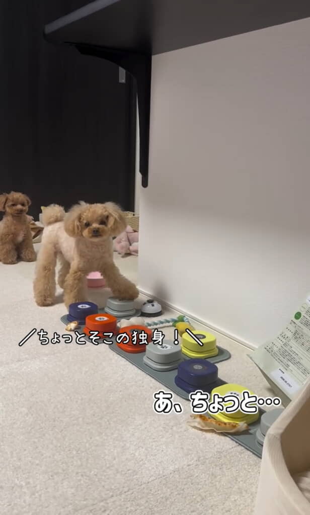 キュルンとした瞳で「ちょっとそこの独身！」を連打