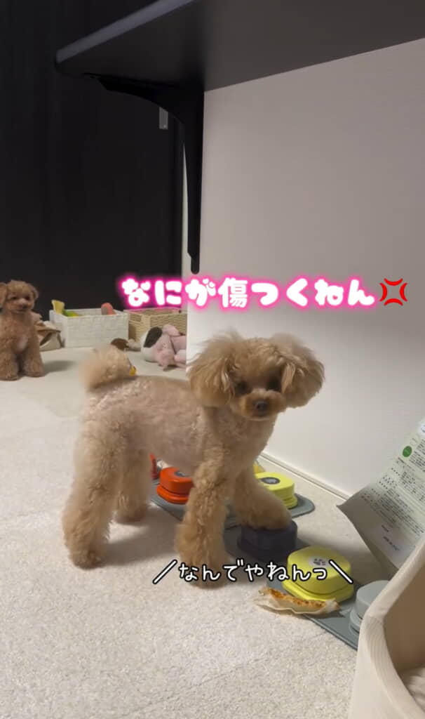 傷つく飼い主さんに「なんでやねん」