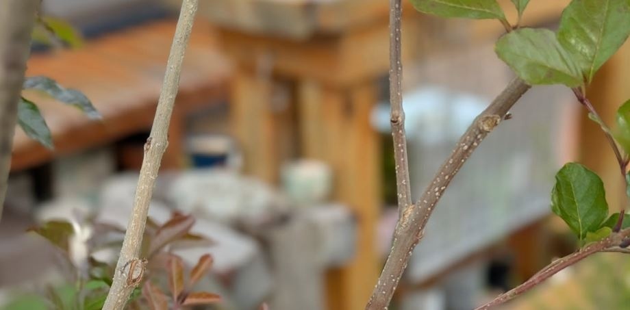 庭にあるシマトリネコに生えていたもの