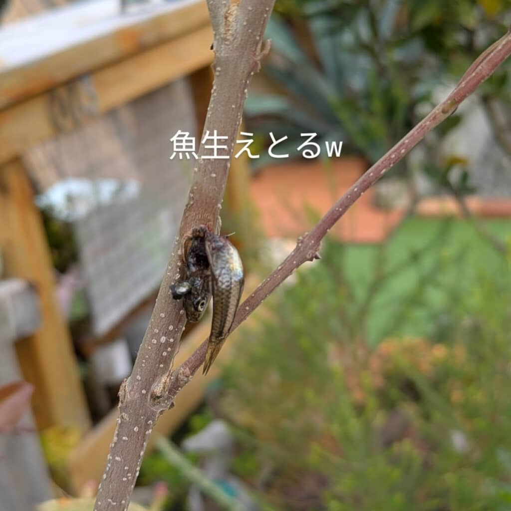 魚が生えてる!?