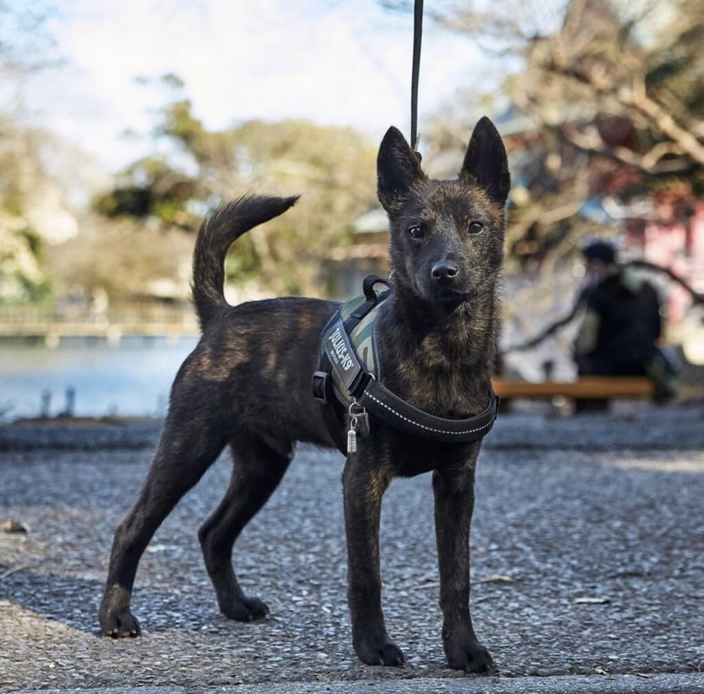 ビシッとカメラ目線を決める黒虎くん
