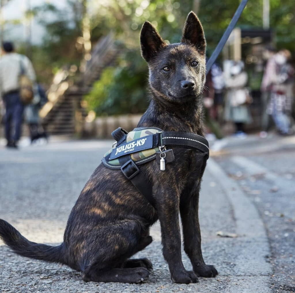 ほほ笑んでるみたい