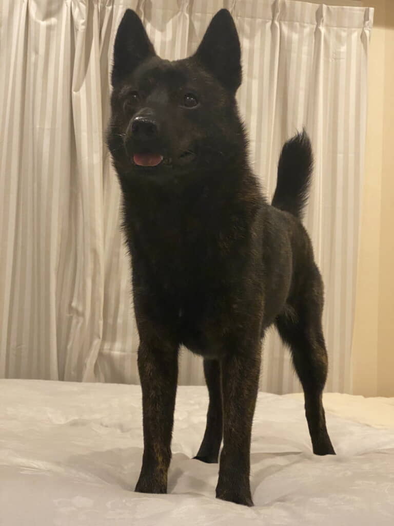 舌ペロかわいすぎる