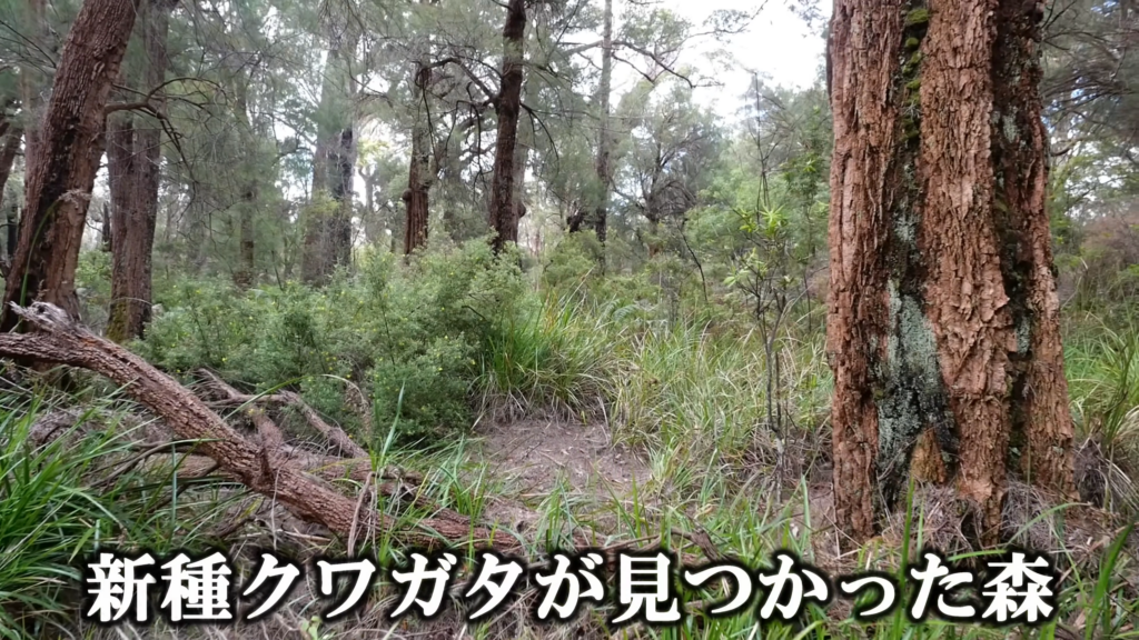 新種クワガタが見つかった森です