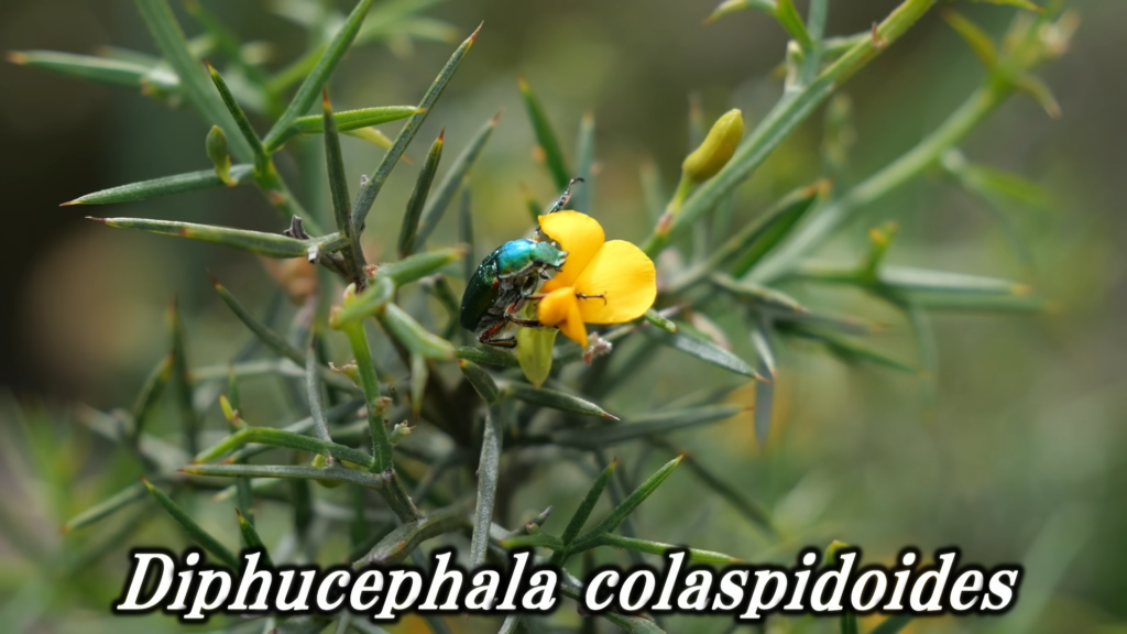 美しいコガネムシを発見、オーストラリア南東部の固有種なのだとか