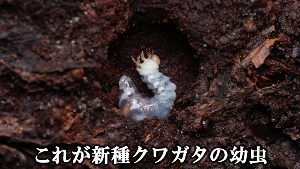 探している新種クワガタの幼虫を発見しました