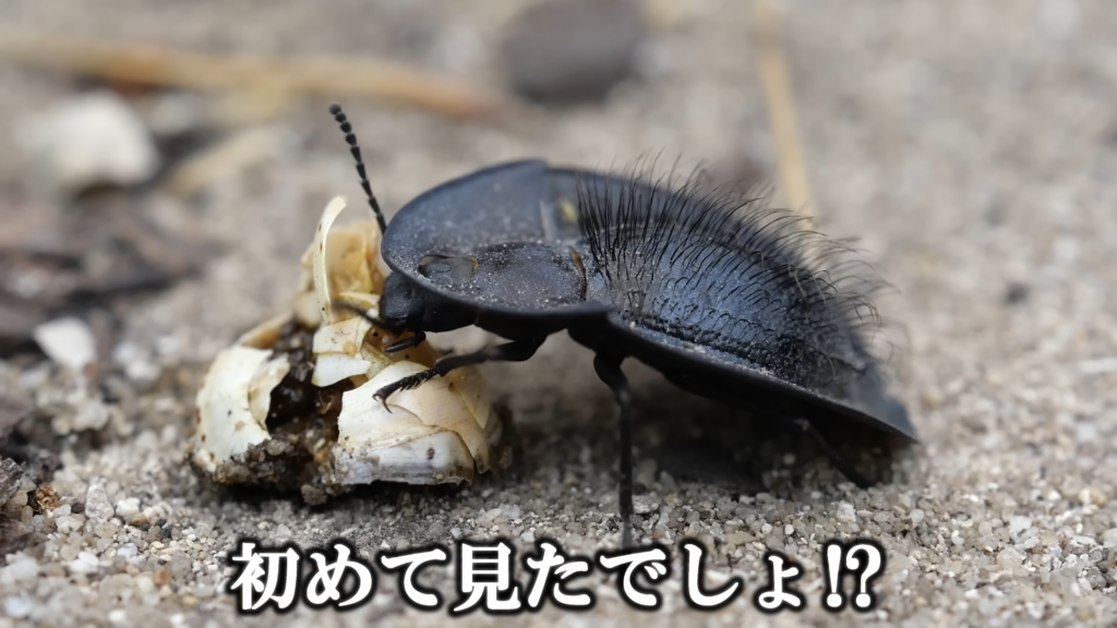 こちらも固有種、形も背中の毛も不思議すぎる……！！