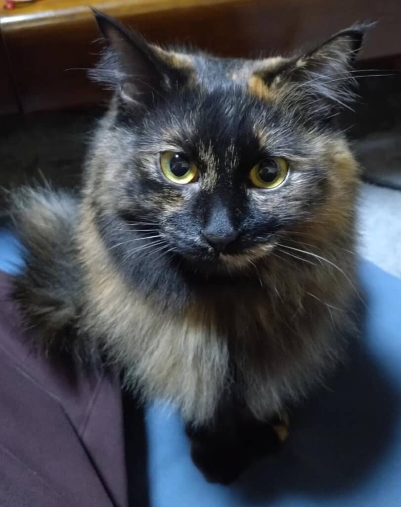 「下品な顔してる」と言われた愛猫