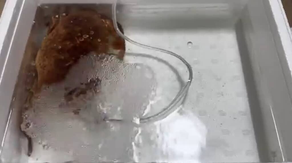 エアレーションを入れます