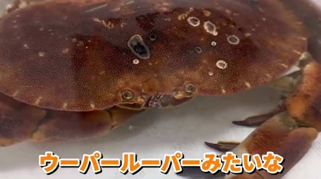 ウーパールーパーみたいな顔です