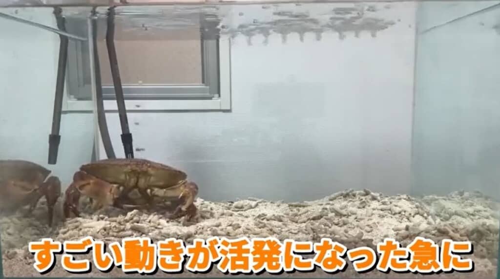 動きが活発になりました