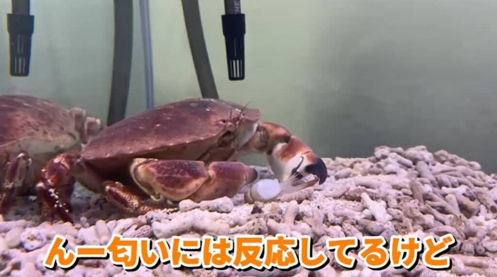 エサの匂いに反応しています