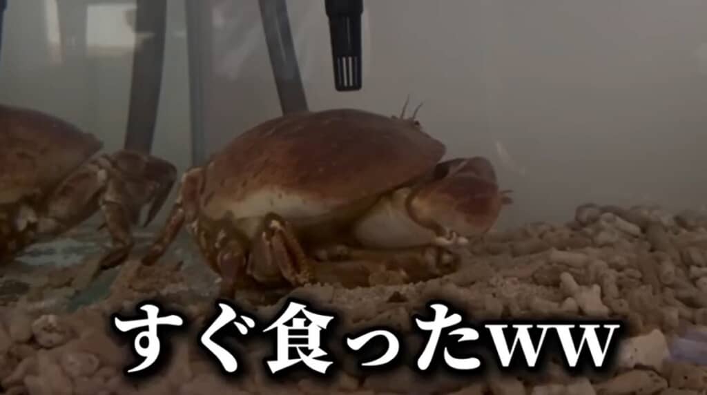 すぐに食べました