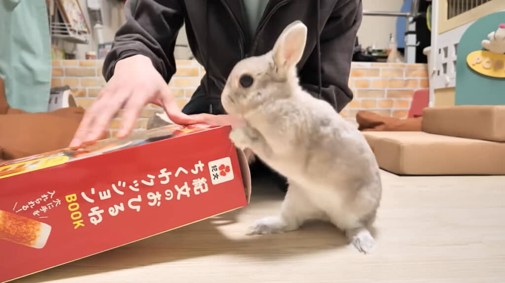 開封前から気になっているぽぽちゃん