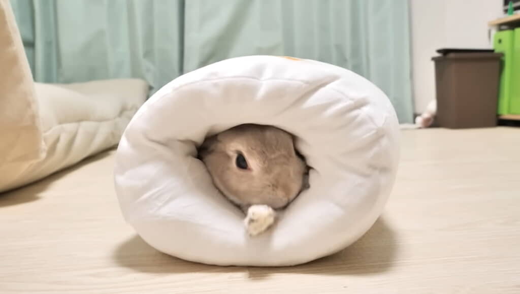 ジャストフィット