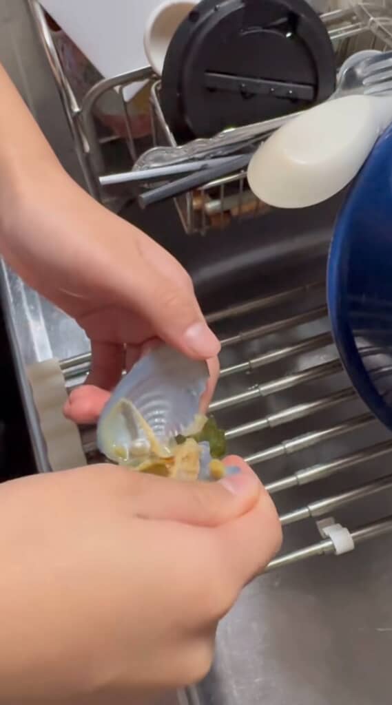 貝の身に絡んでいる真珠発見！