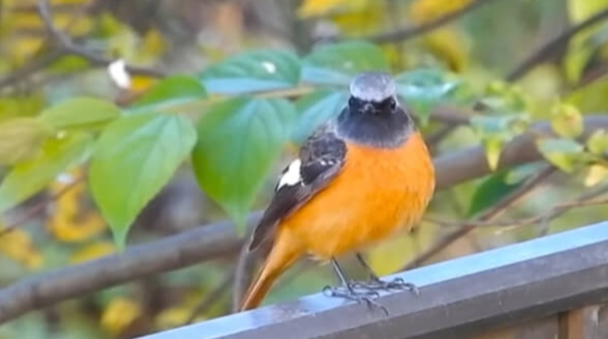 毎年やってくる渡り鳥、今年はもうこないと思っていたら…… 予想外すぎる光景に「なんでこんなにいっぱい」「嬉しくなります」(1/3) | その他生き物 ねとらぼ