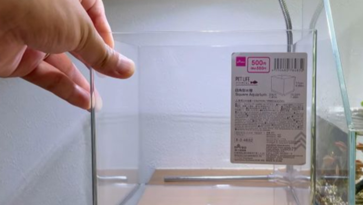 話題のダイソー水槽、水替えなしで5カ月放置したら……まさかの光景にびっくり　水替え後の様子も　（1/3） | その他生き物 ねとらぼ