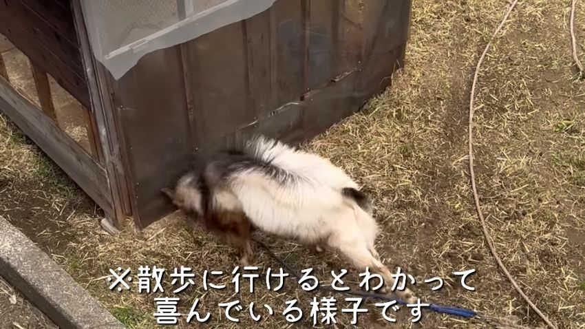小屋の壁に頭突きして喜びを表すヤギ