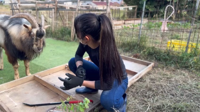 作業中の投稿者に近づくヤギ