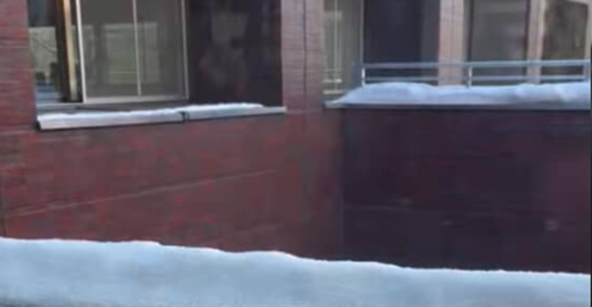 北海道の公園を歩いていたら……「雪の妖精……？」　“まさかの正体”に「本物だああああ」「実在するんだ」「尊い」（1/2） | 小動物 ねとらぼ