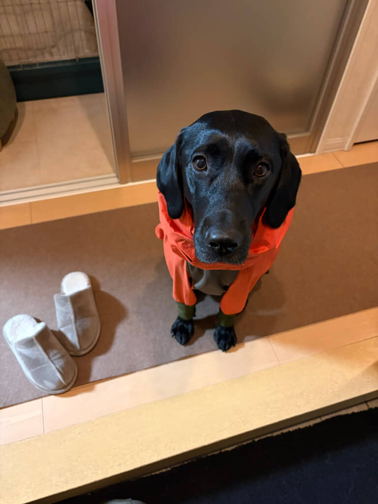 【散歩前】キリッ