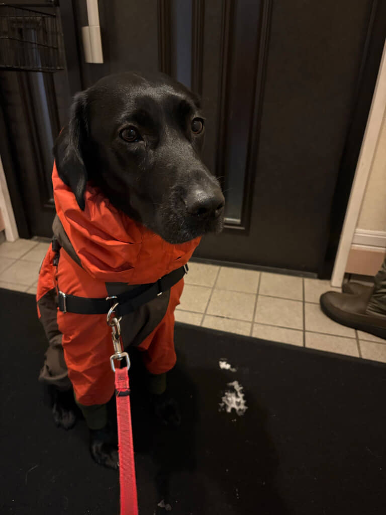 【散歩前】今日はやれる！