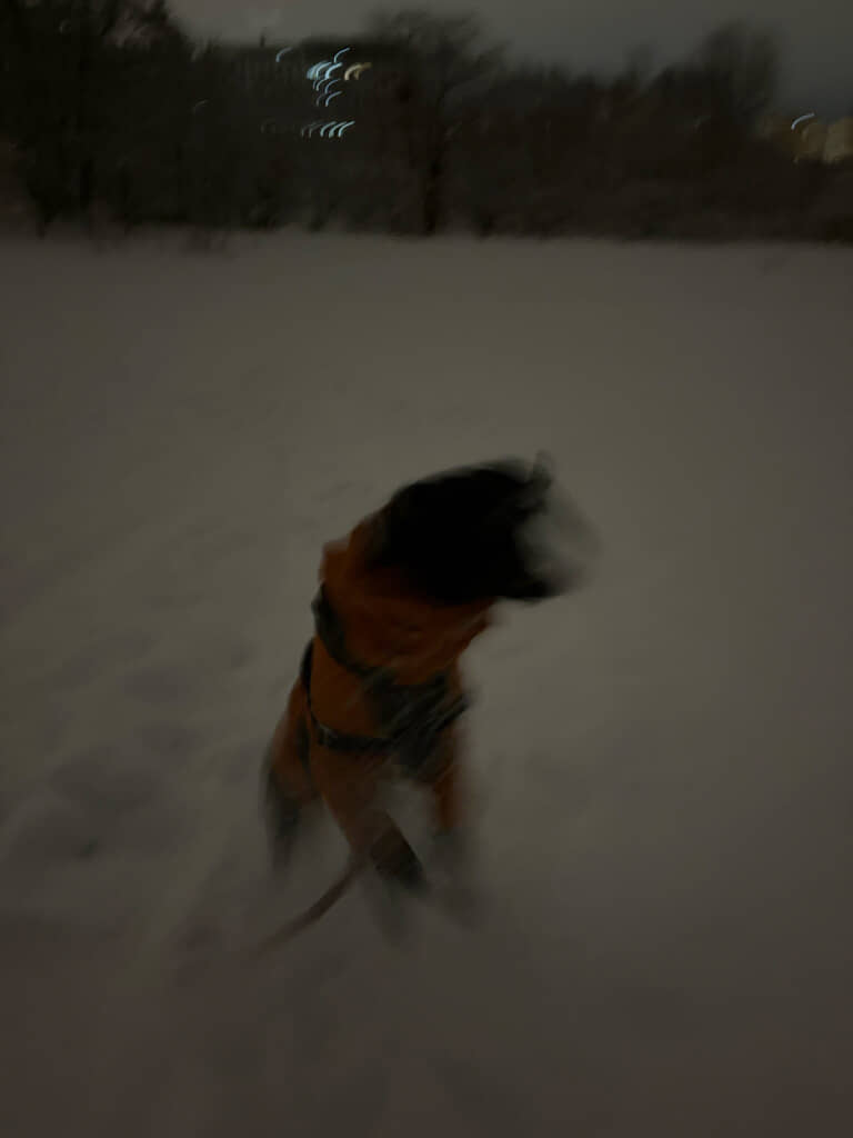 【散歩中】はしゃぎまくり！