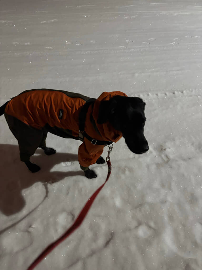 また別の日、寒くて3分で散歩終了