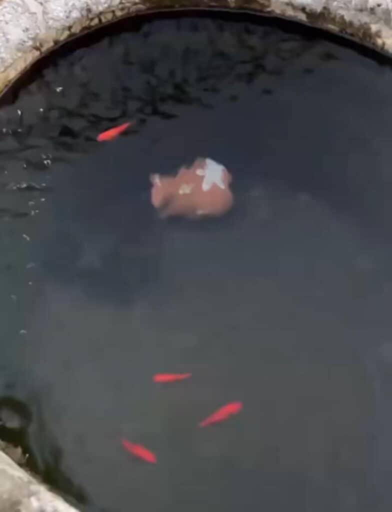 優雅に泳ぐ金魚たち