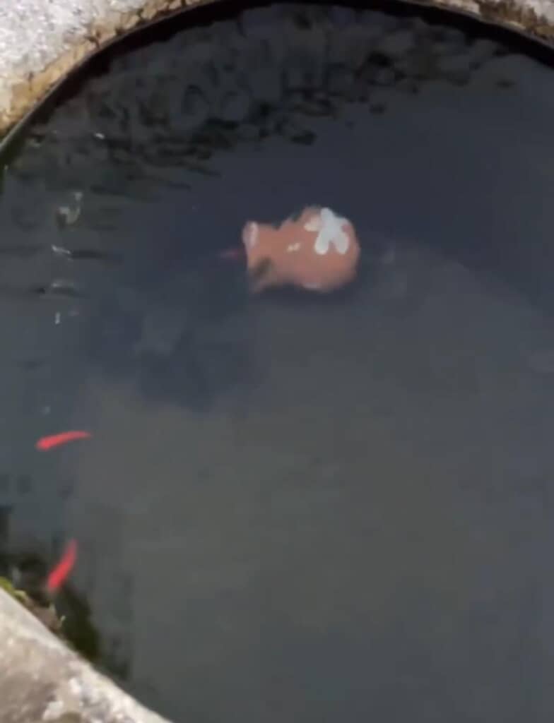 壺の中からもう1匹登場