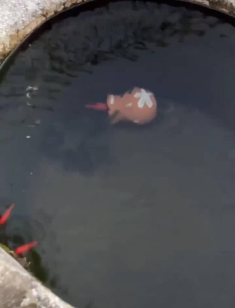 壺からなかなか出てこない……