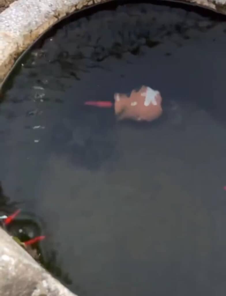 まさかのバックで脱出