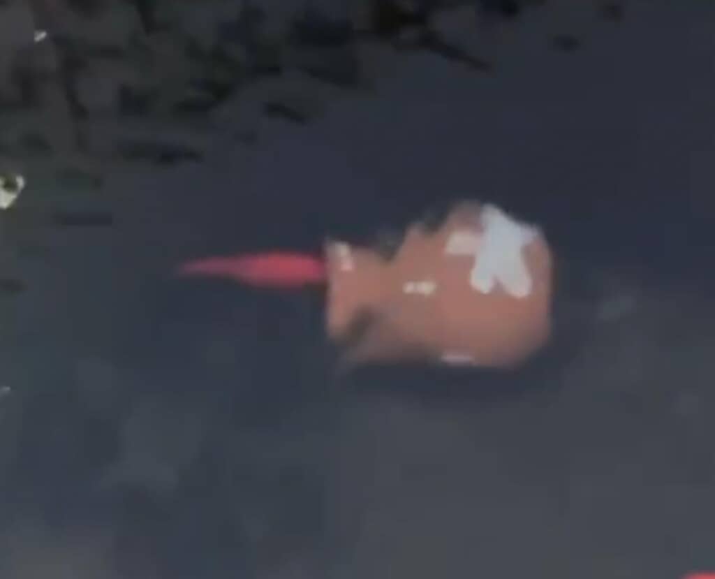 最後は満足げな金魚なのでした