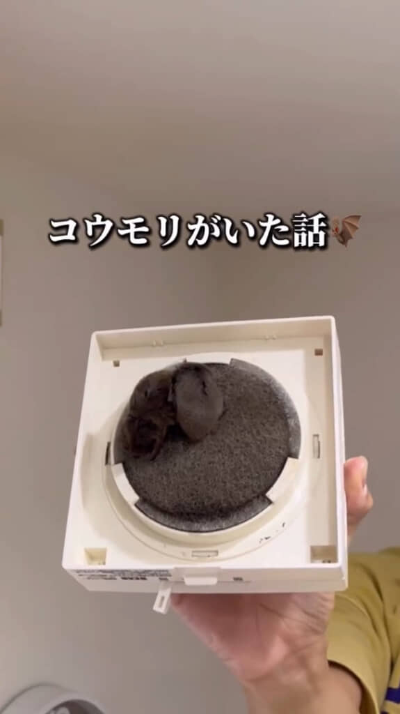 吸気口の中にお休み中のコウモリが