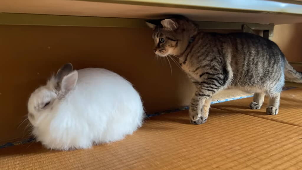 ウサギさんが気になるユズさん