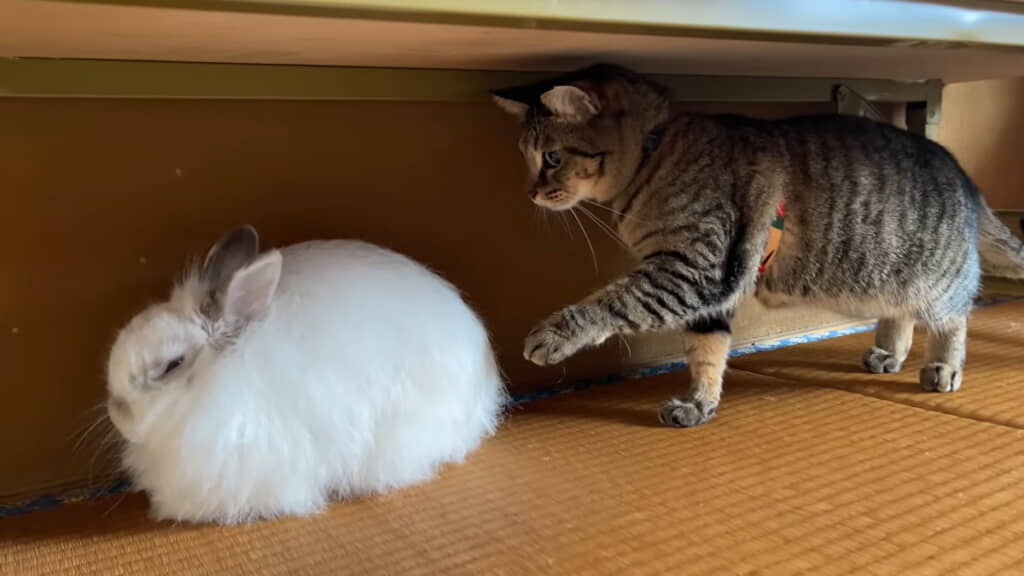 さわってもいいのかな……