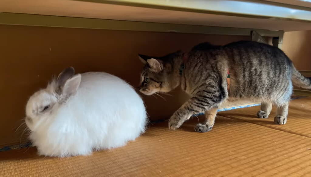 匂いは悪い人（ウサギ）じゃなさそう