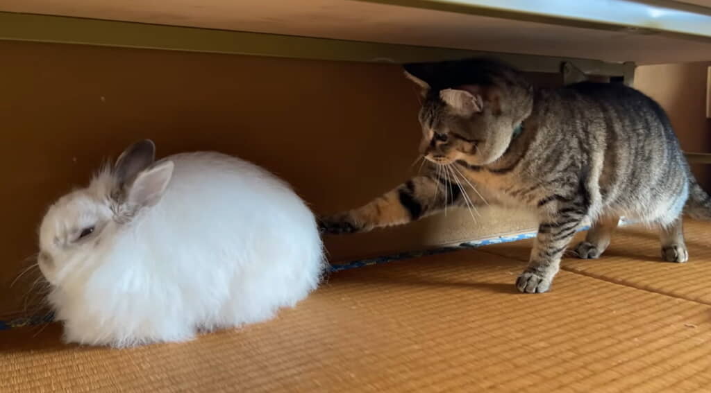 反対側のおててでもタッチ