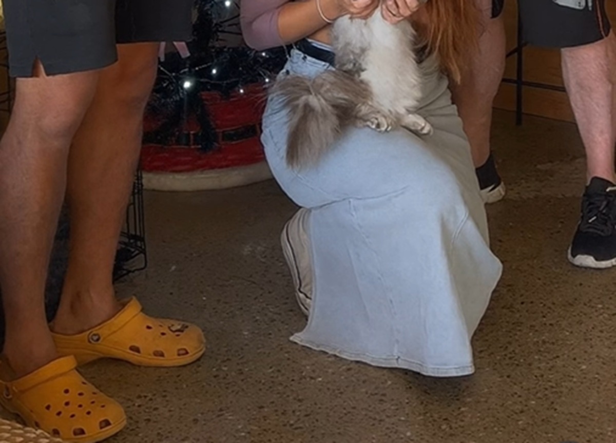 家族で撮影→ChatGPTに「猫をカメラ目線にして」と頼んだら……　予想外の光景に「飲み物吹いたｗ」「腹抱えてる」【海外】（1/3） | 猫 ねとらぼ