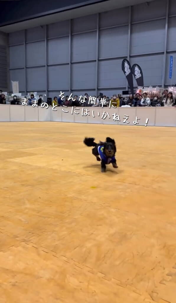 フェイントしてくるはろくん