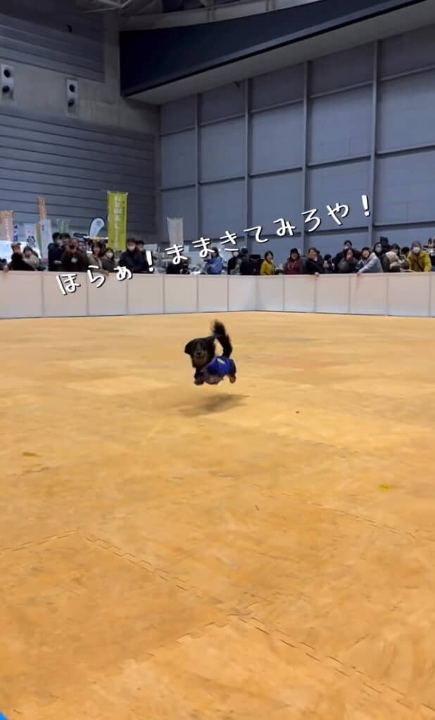 もはや飛んでいる