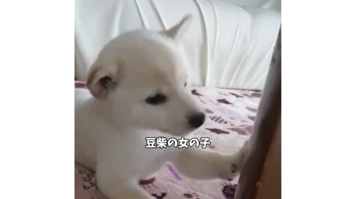 家族から“お姫さま”のようにかわいがられ続けた柴犬、6年後……　現在の姿に「大優勝です」「私まで幸せな気持ち」（1/2） | 犬 ねとらぼ
