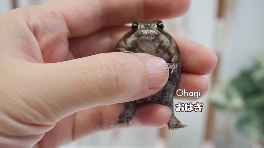 平らなお顔が印象的