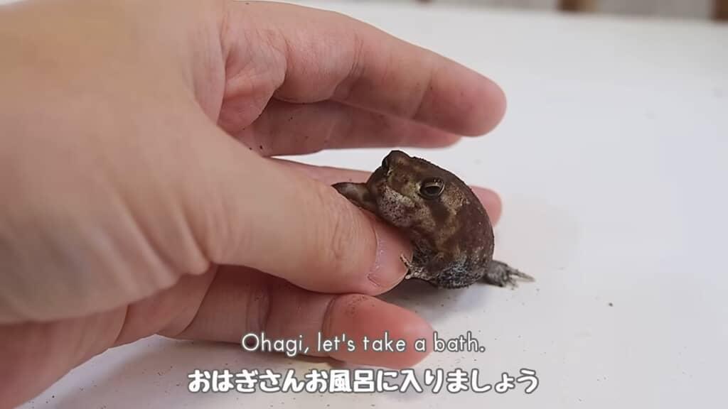 おはぎさんをエスコート