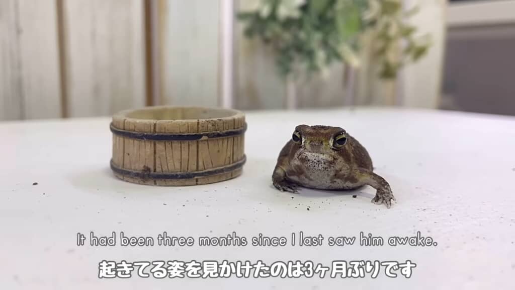 10カ月間、見かけないことも！