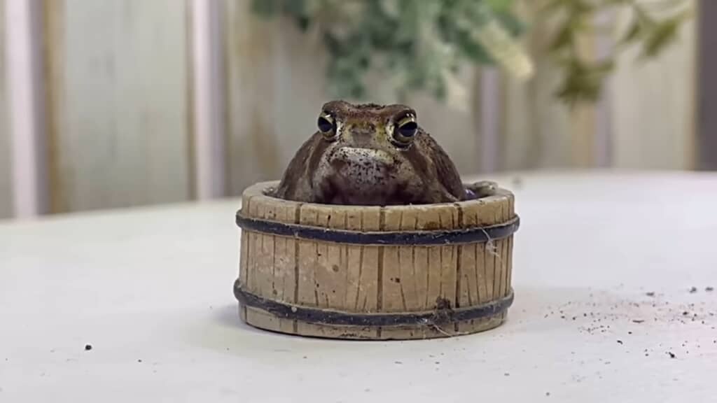 おはぎさん「あぁ……結構気持ち良いかもしれない～」